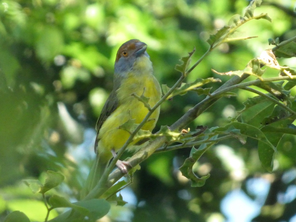 Rufous-browed Peppershrike - ML623715430