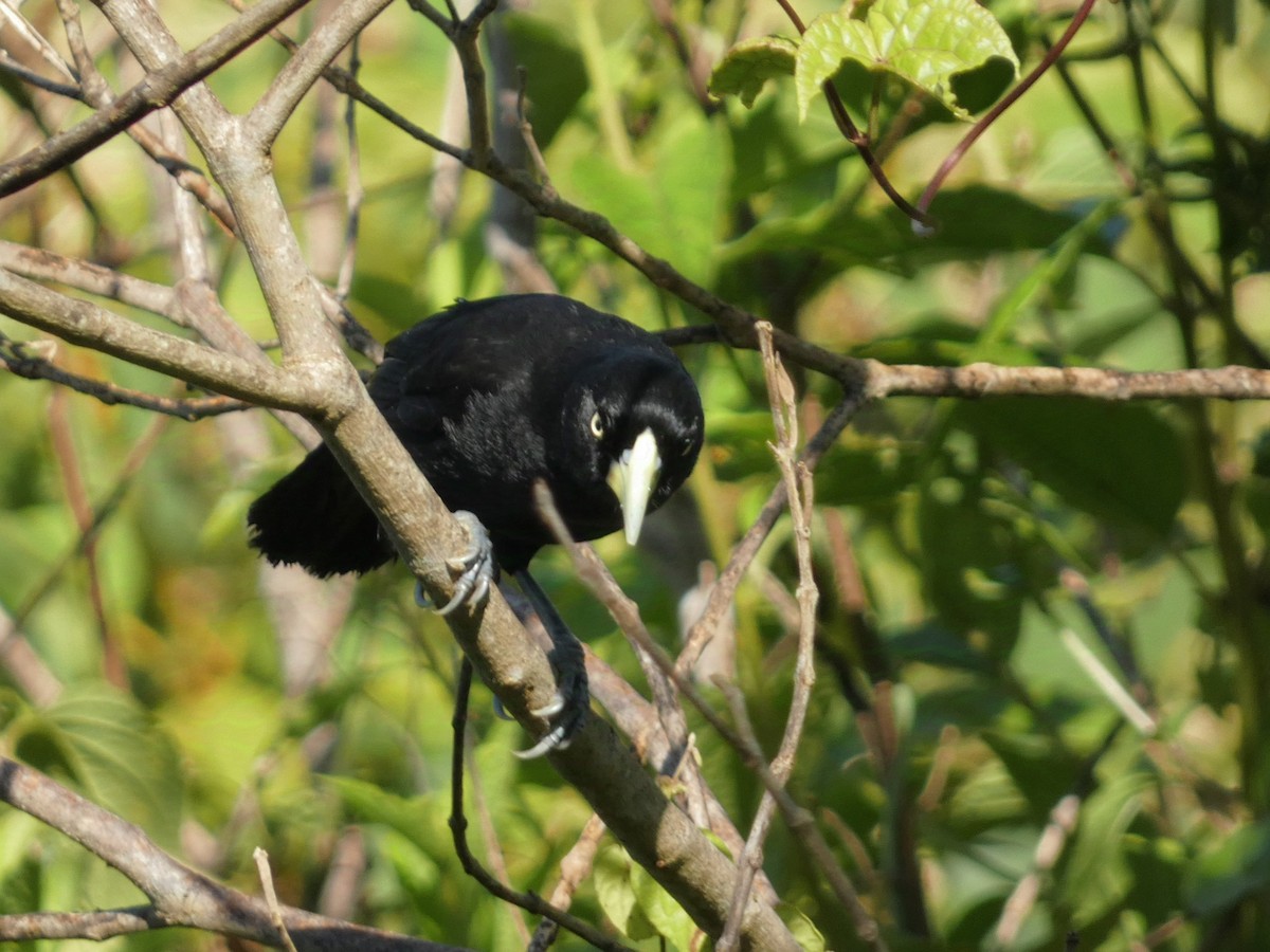 Yellow-billed Cacique - ML623715464