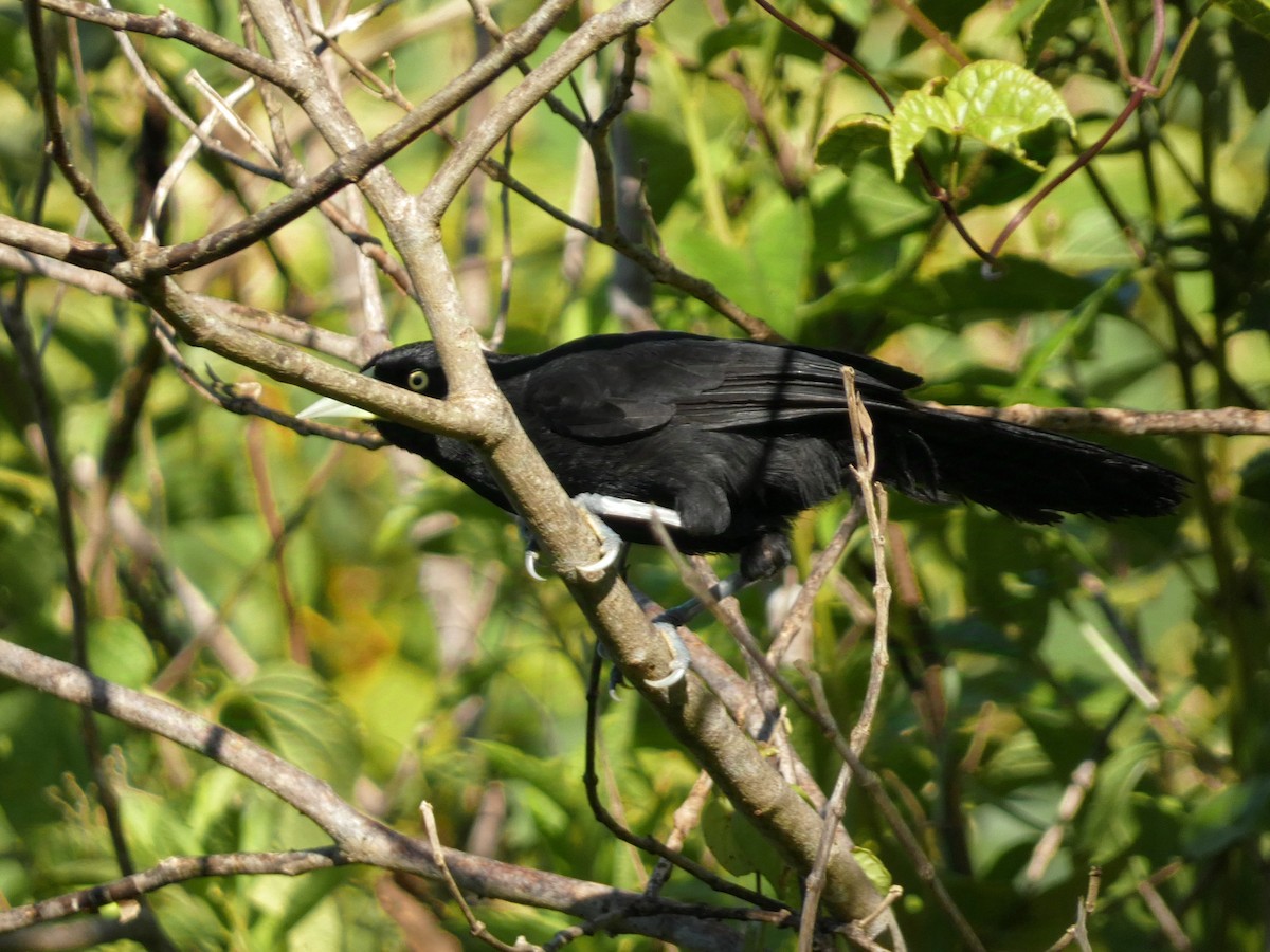 Yellow-billed Cacique - ML623715465