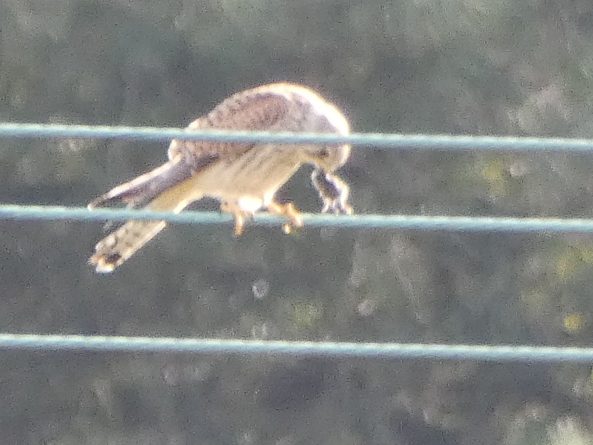 Eurasian Kestrel - ML623715503