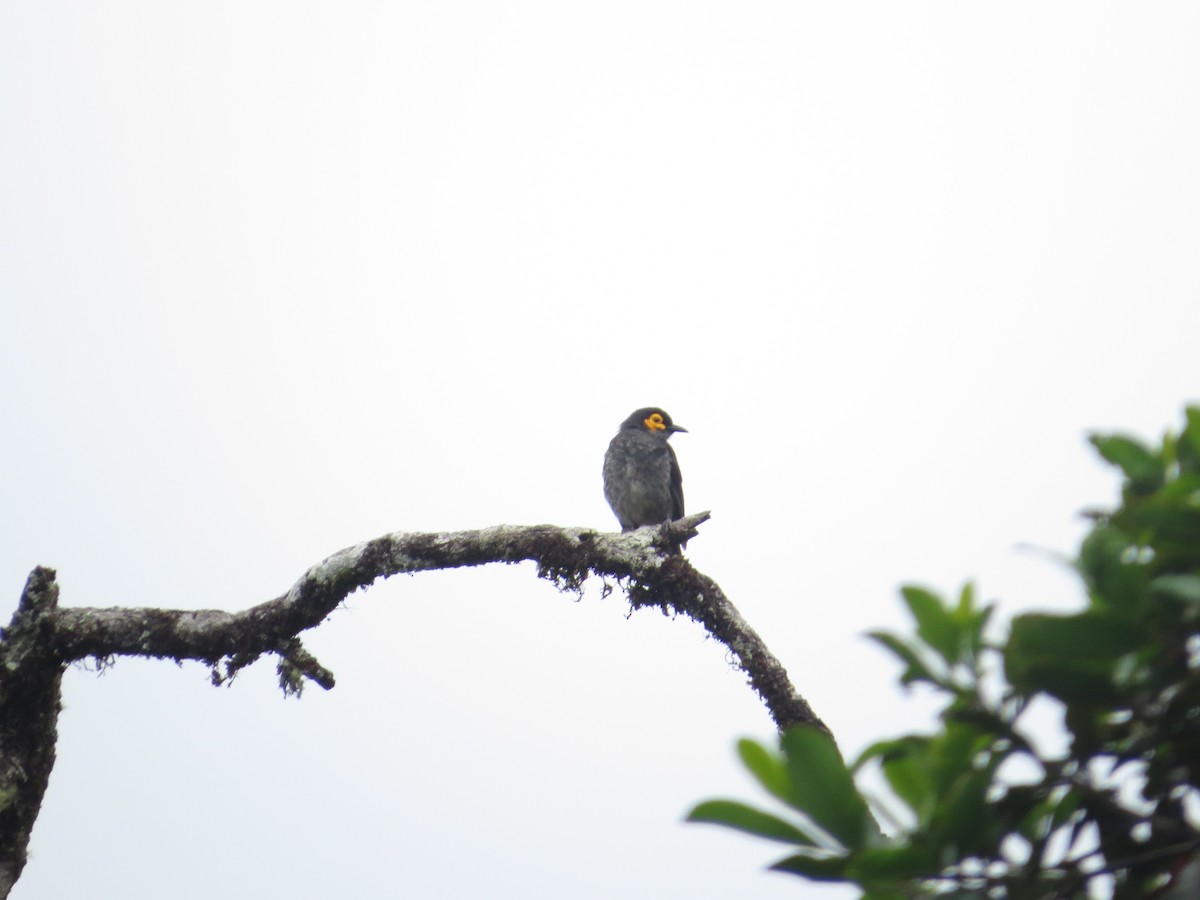 Smoky Honeyeater - ML623715574