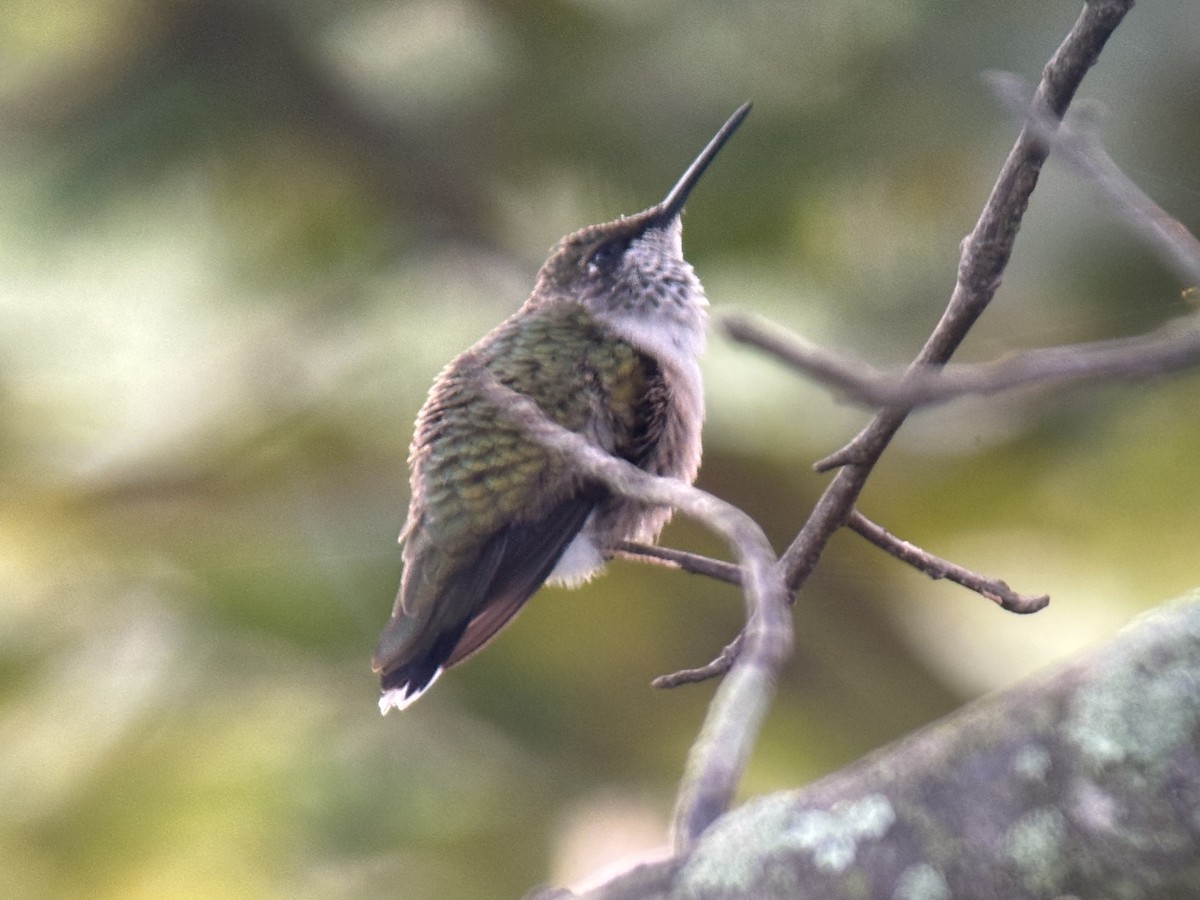 Yakut Boğazlı Kolibri - ML623715584