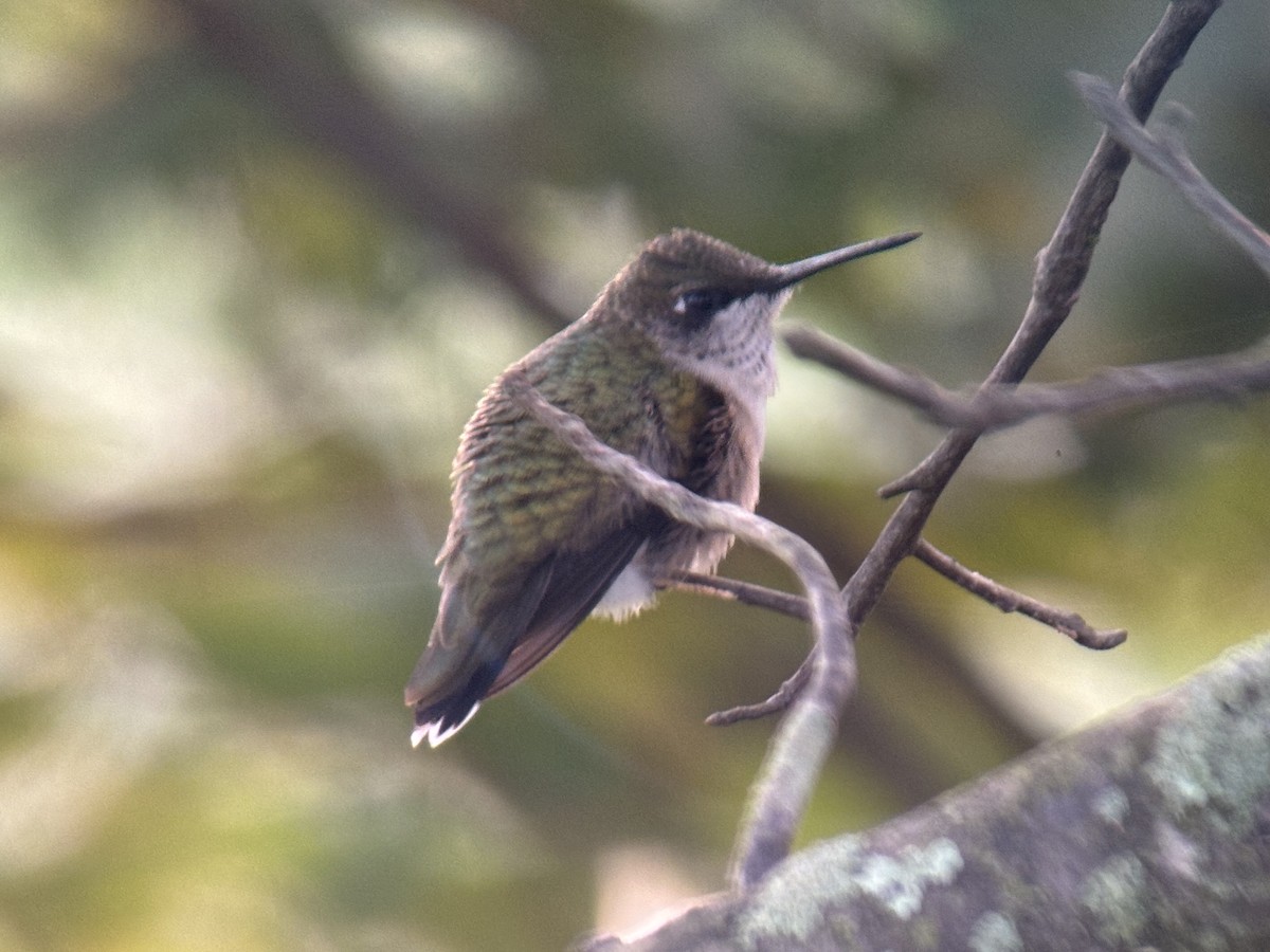 Yakut Boğazlı Kolibri - ML623715585