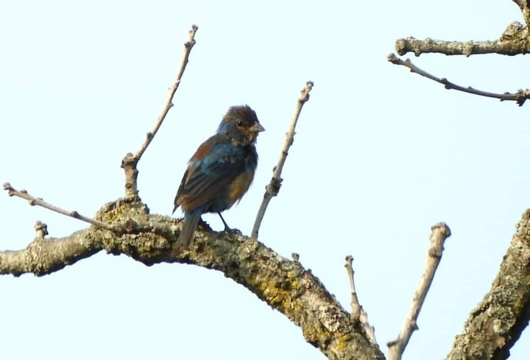 Indigo Bunting - ML623715598