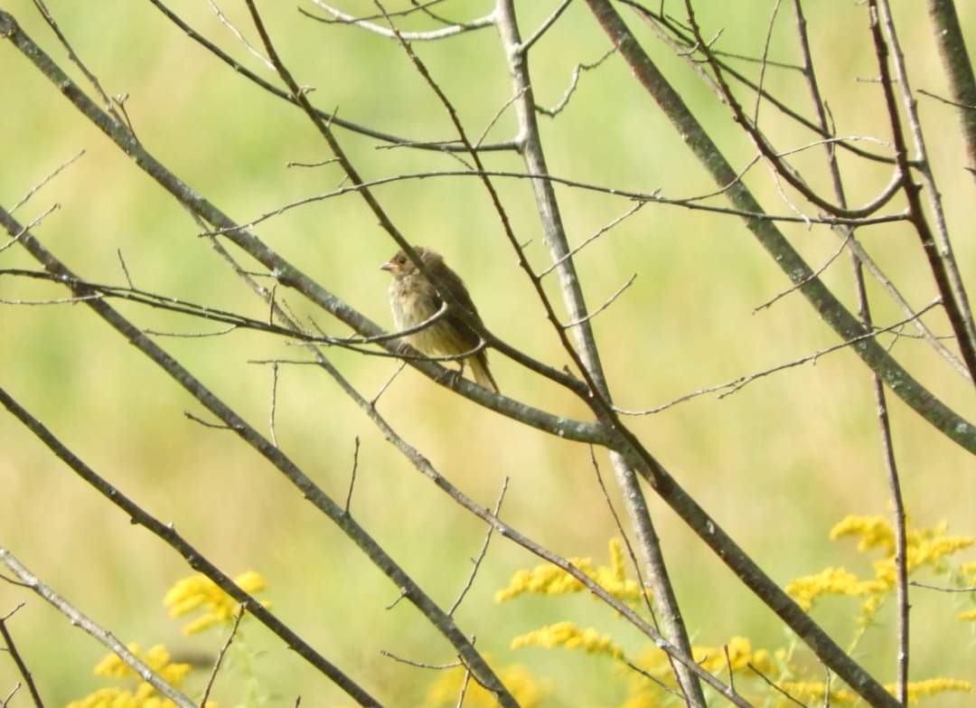 Indigo Bunting - Heidi Tarasiuk