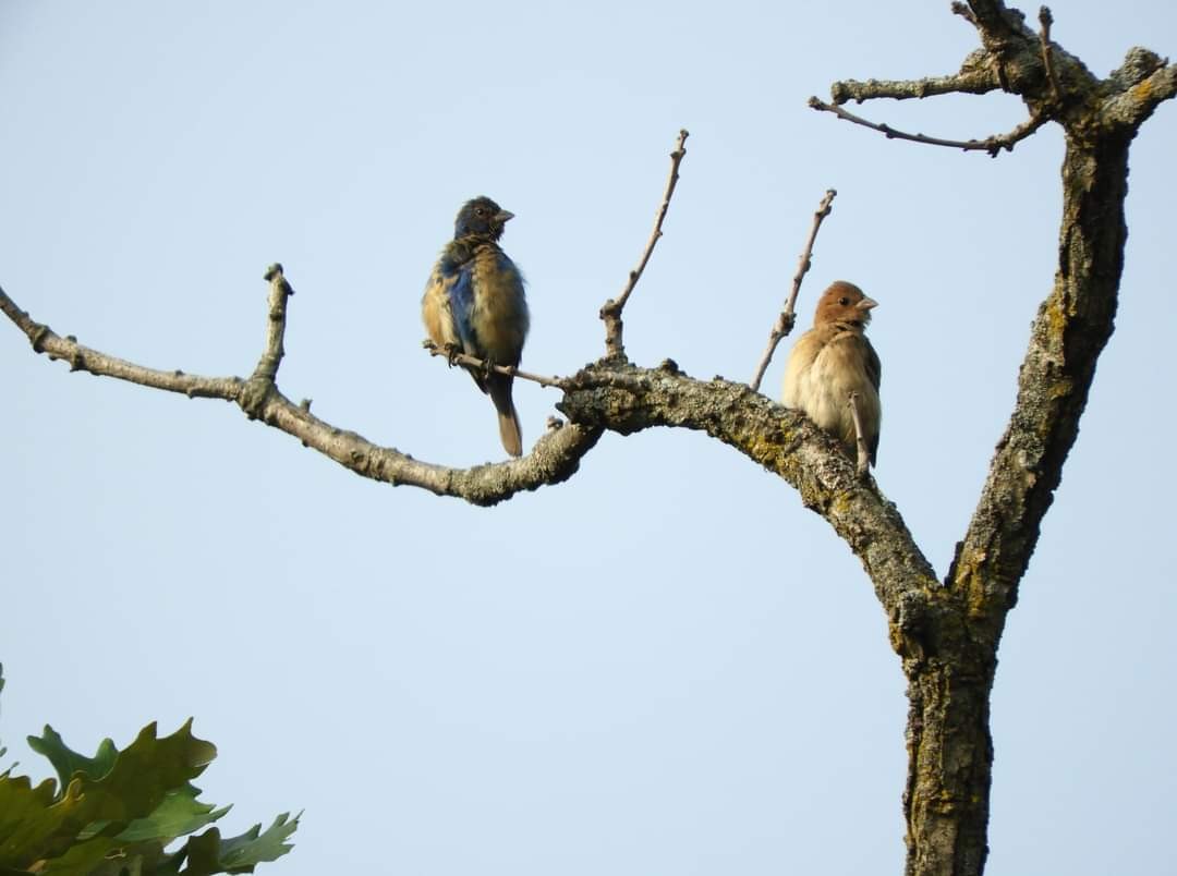 Indigo Bunting - ML623715602