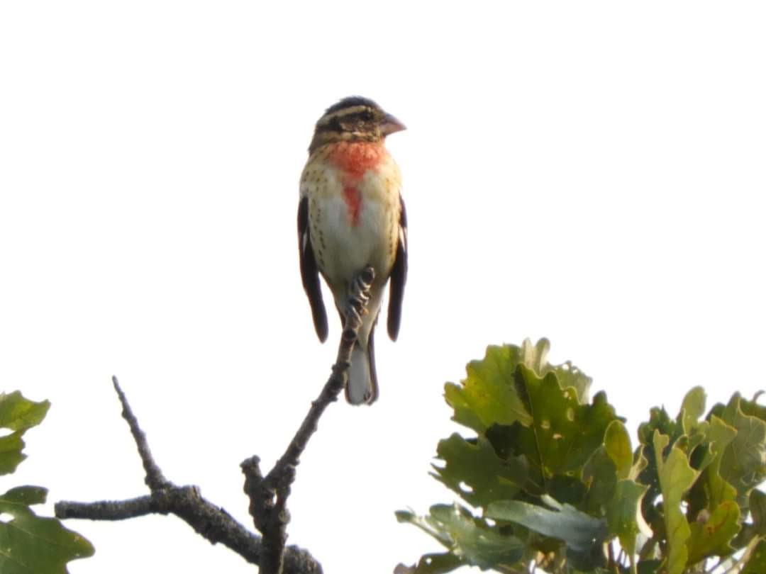 Rose-breasted Grosbeak - ML623715610