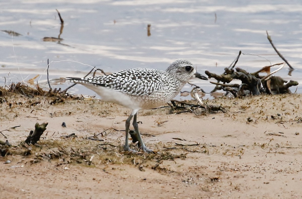 Black-bellied Plover - ML623715666