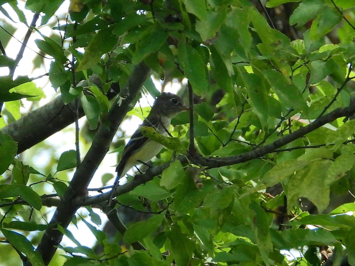 Least Flycatcher - ML623715668