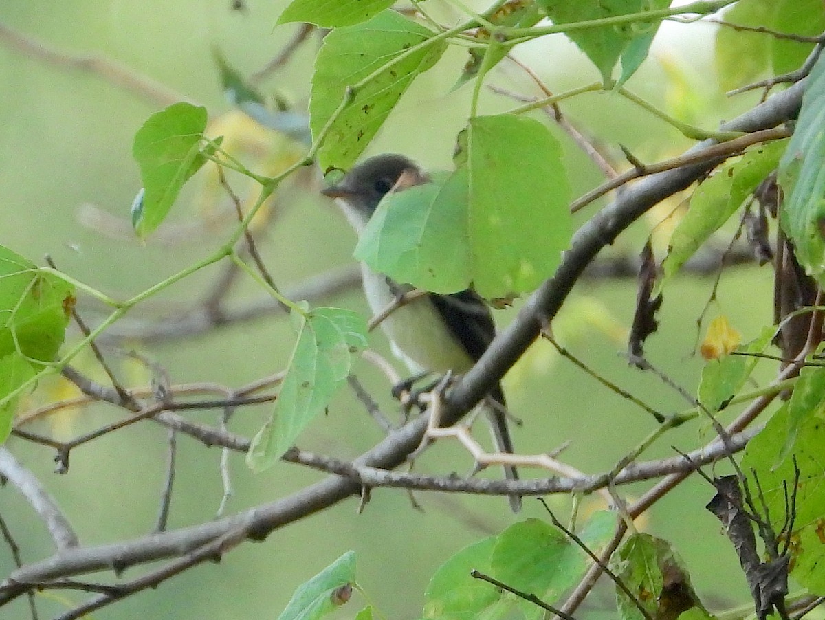 Least Flycatcher - ML623715678