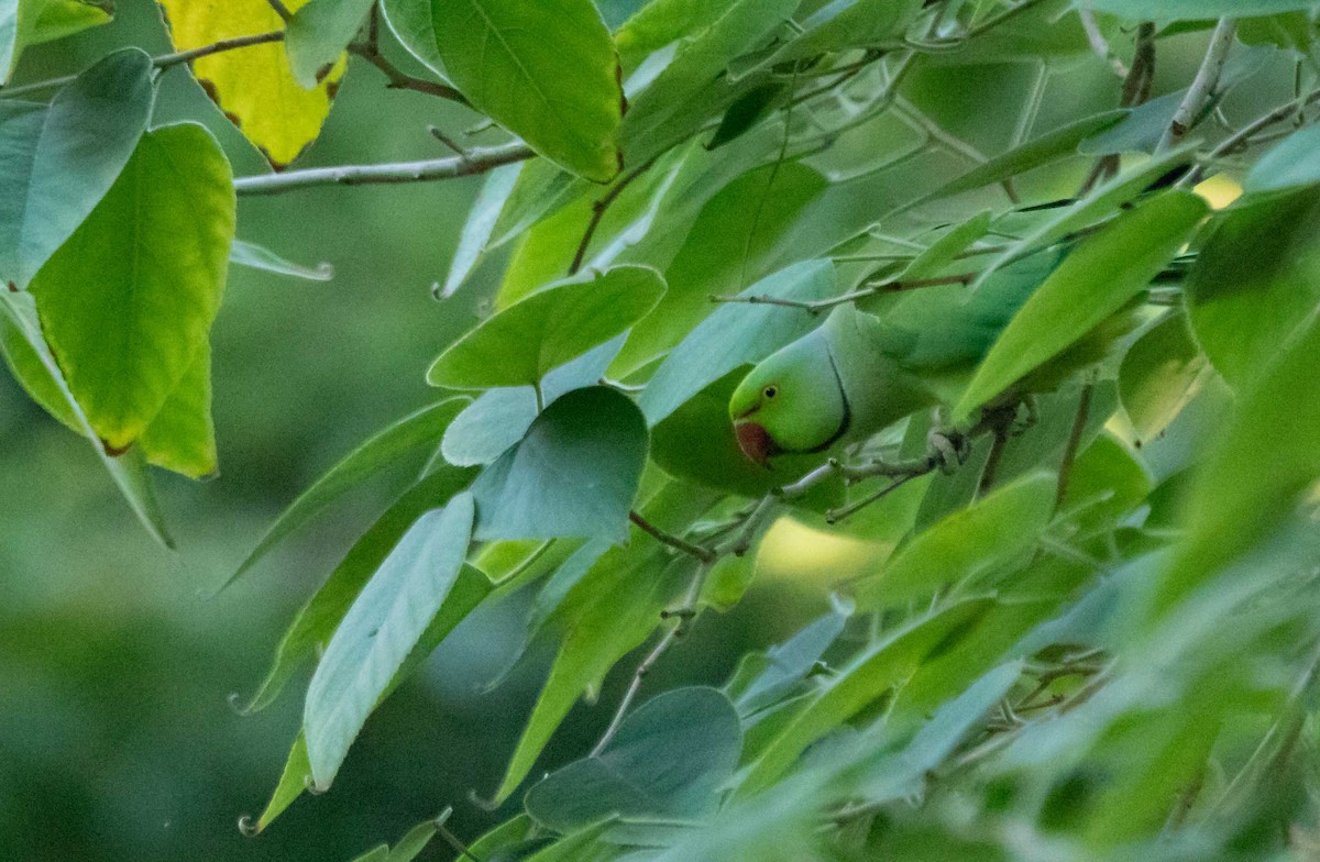 Rose-ringed Parakeet - ML623715681
