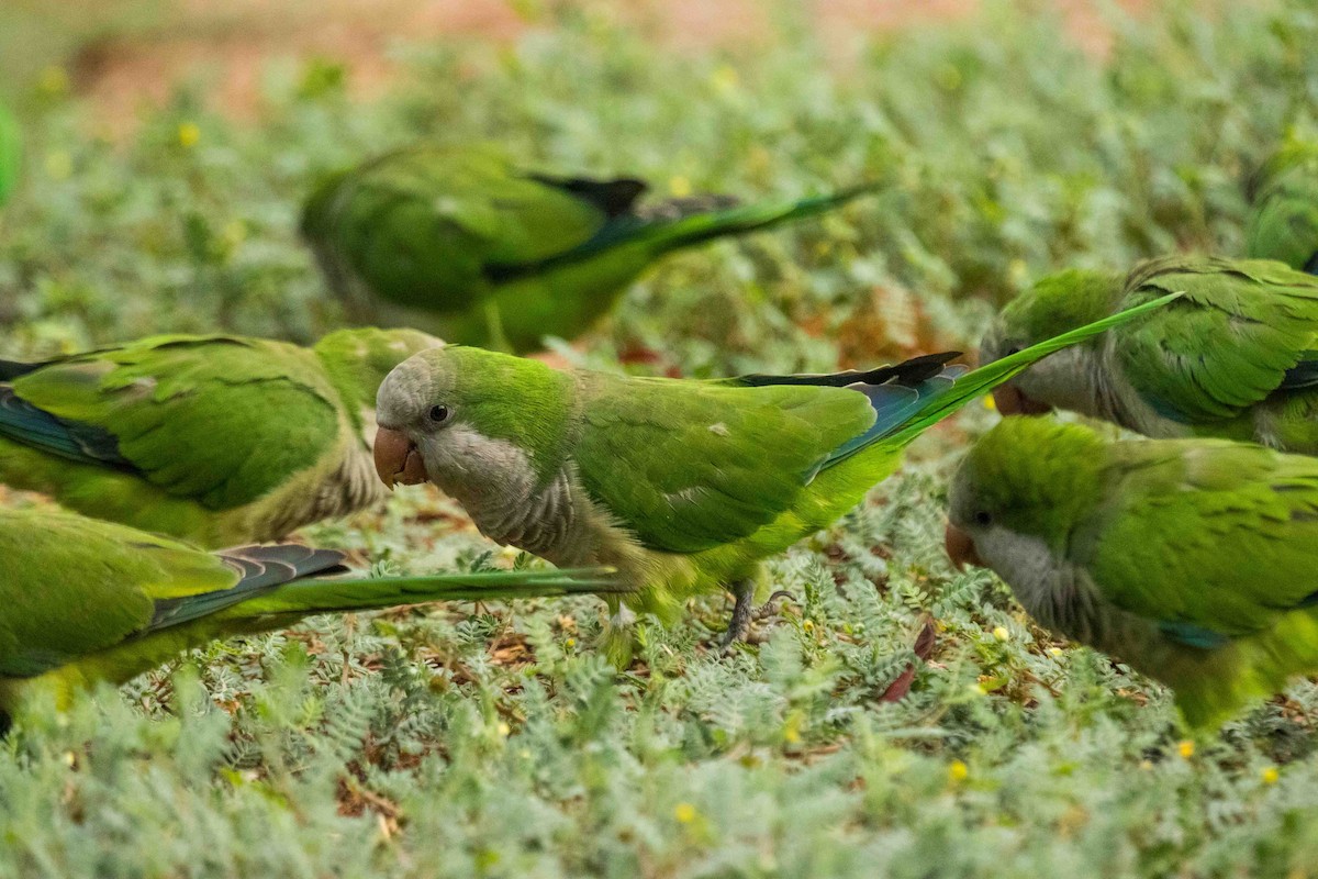 Monk Parakeet - ML623715684