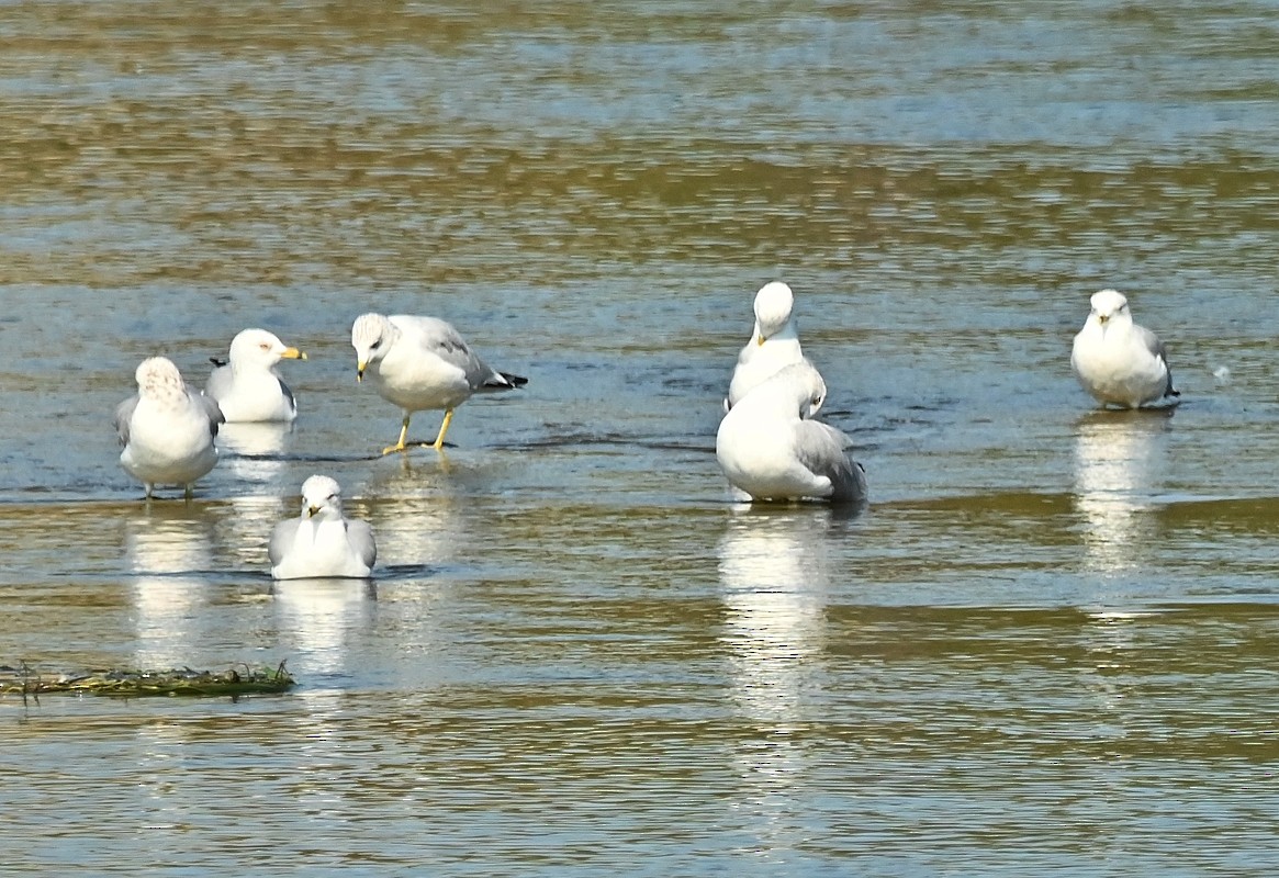 Ring-billed Gull - ML623715686