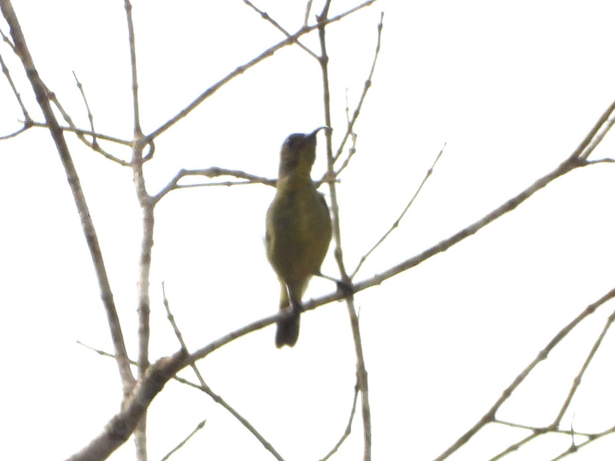 Collared Sunbird - James Telford