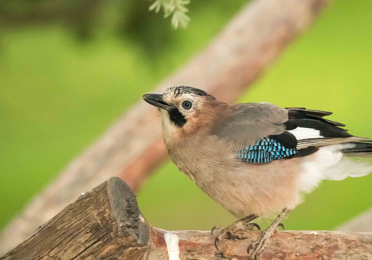 Eurasian Jay - ML623715693
