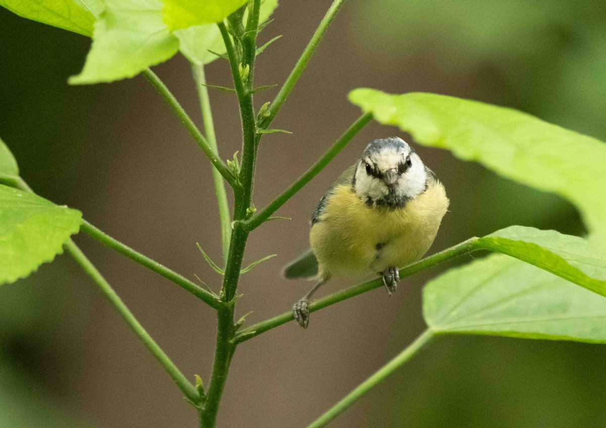 Eurasian Blue Tit - ML623715701