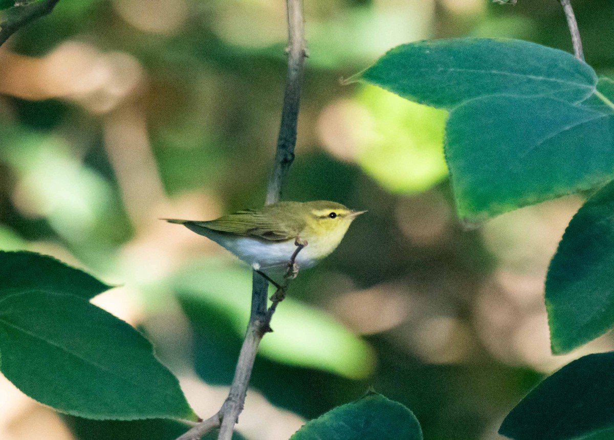 Wood Warbler - ML623715712