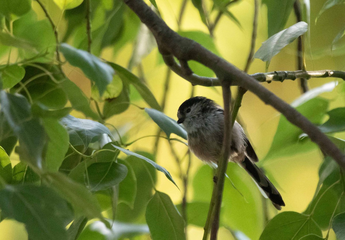 Long-tailed Tit - ML623715728