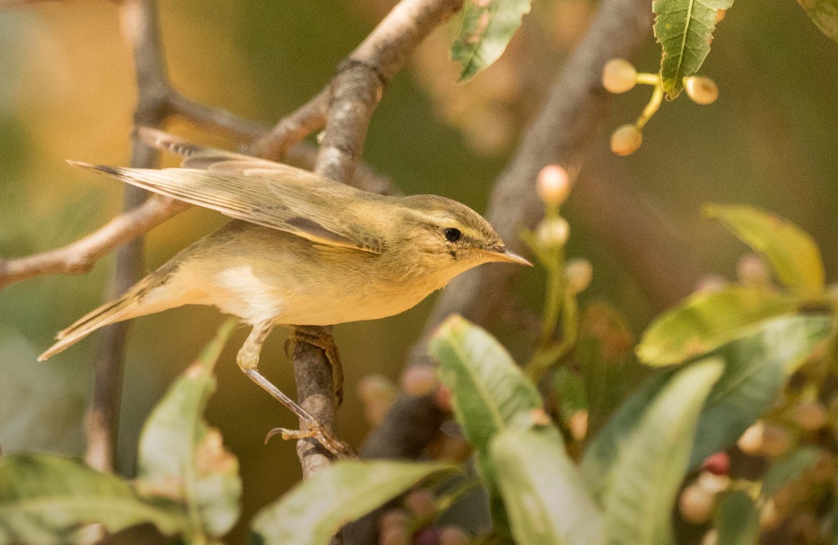 Willow Warbler - ML623715733