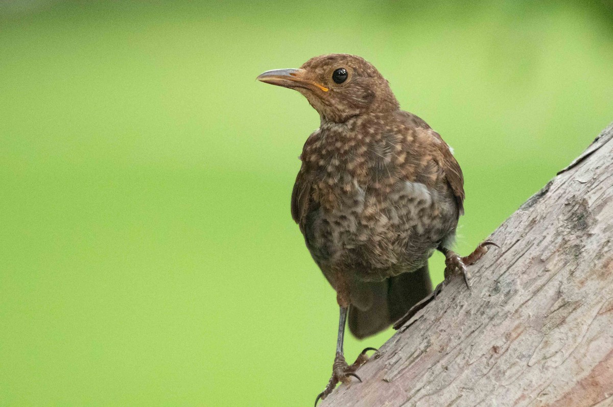 Eurasian Blackbird - ML623715740
