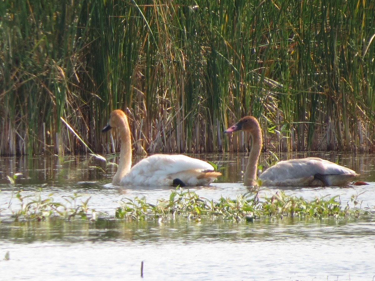 Trumpeter Swan - Melanie Mitchell