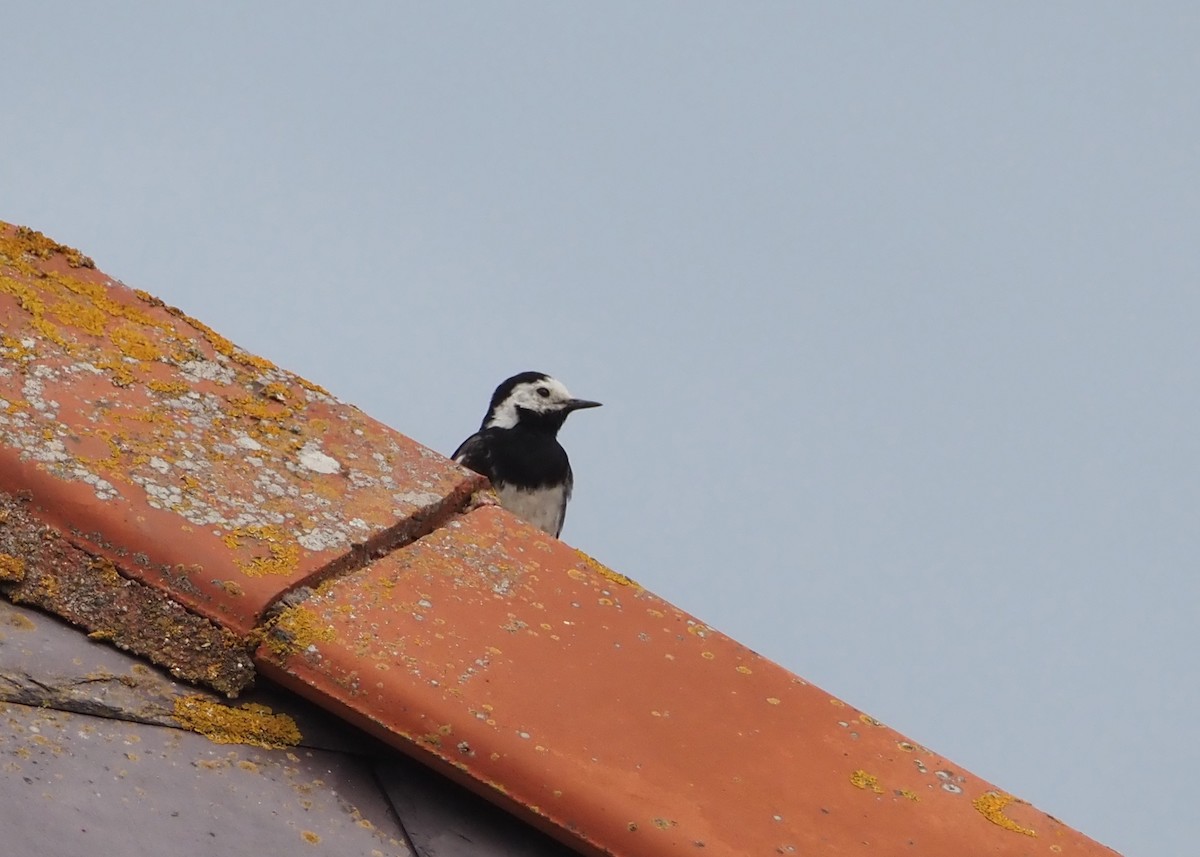 White Wagtail (British) - ML623715845