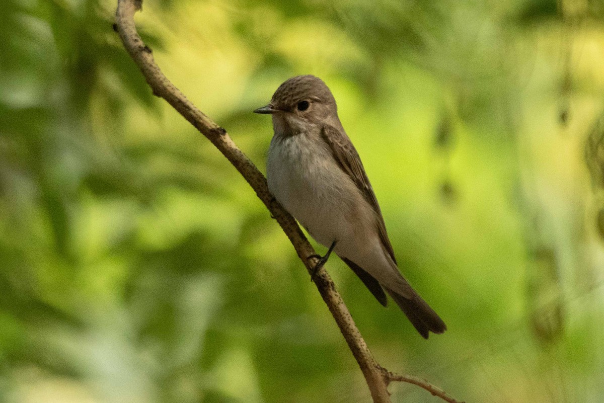 Spotted Flycatcher - ML623715846
