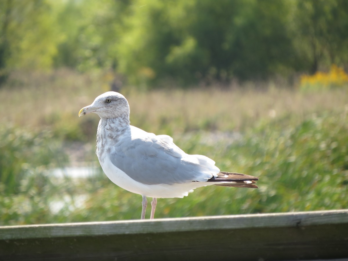 Herring Gull (American) - ML623715847