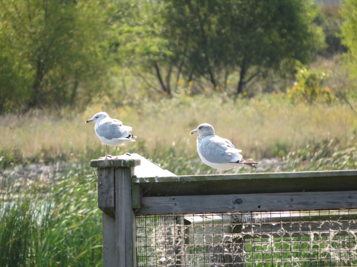 Herring Gull (American) - ML623715848