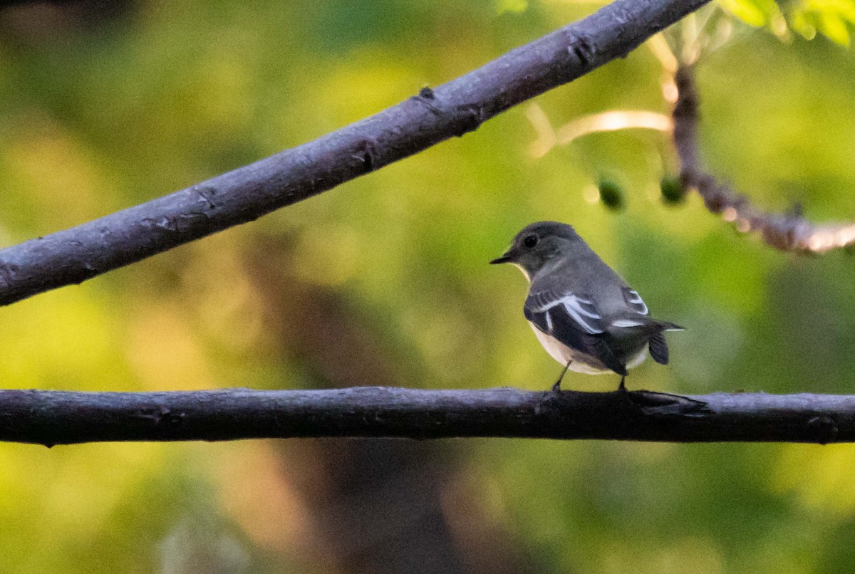 Collared Flycatcher - ML623715853