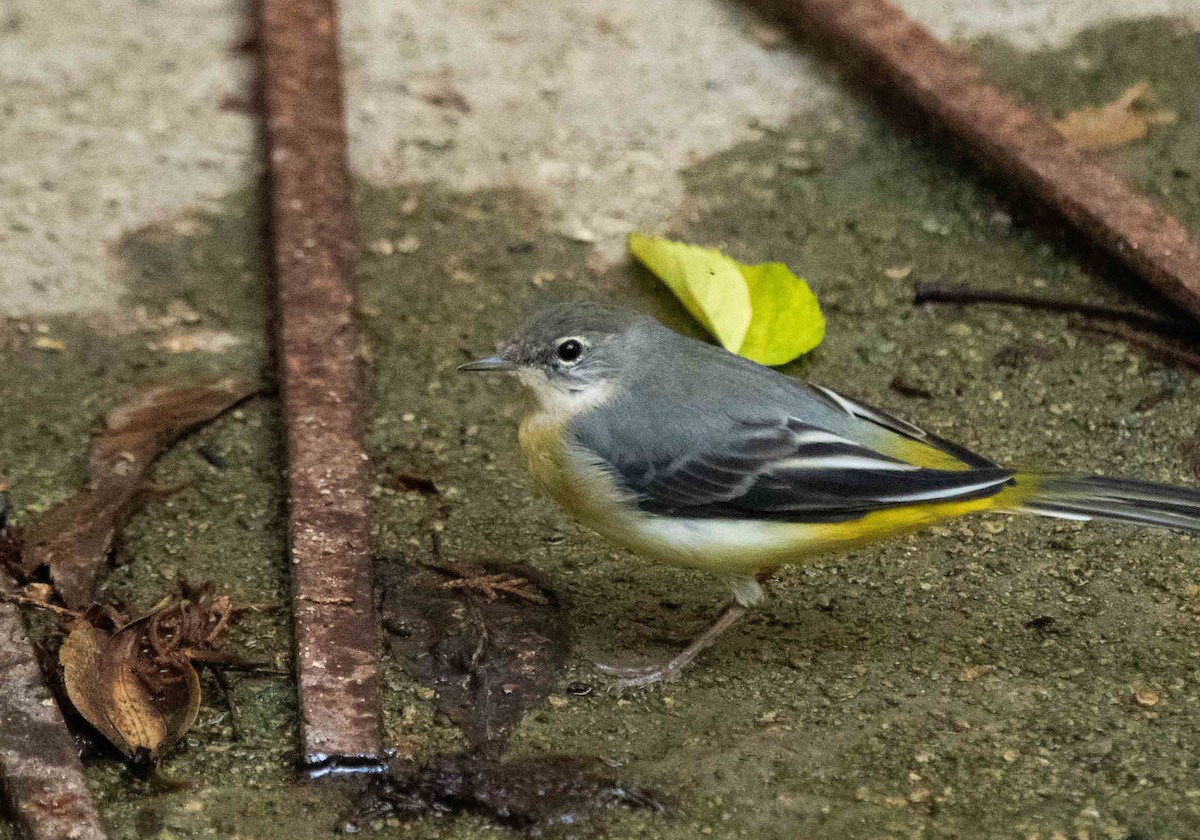 Gray Wagtail - ML623715861