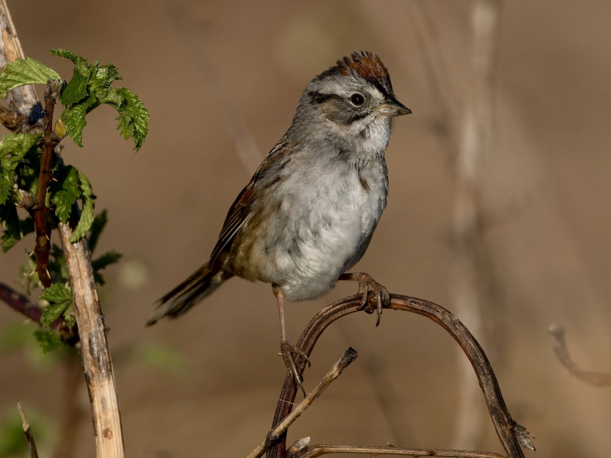 Swamp Sparrow - ML623715868