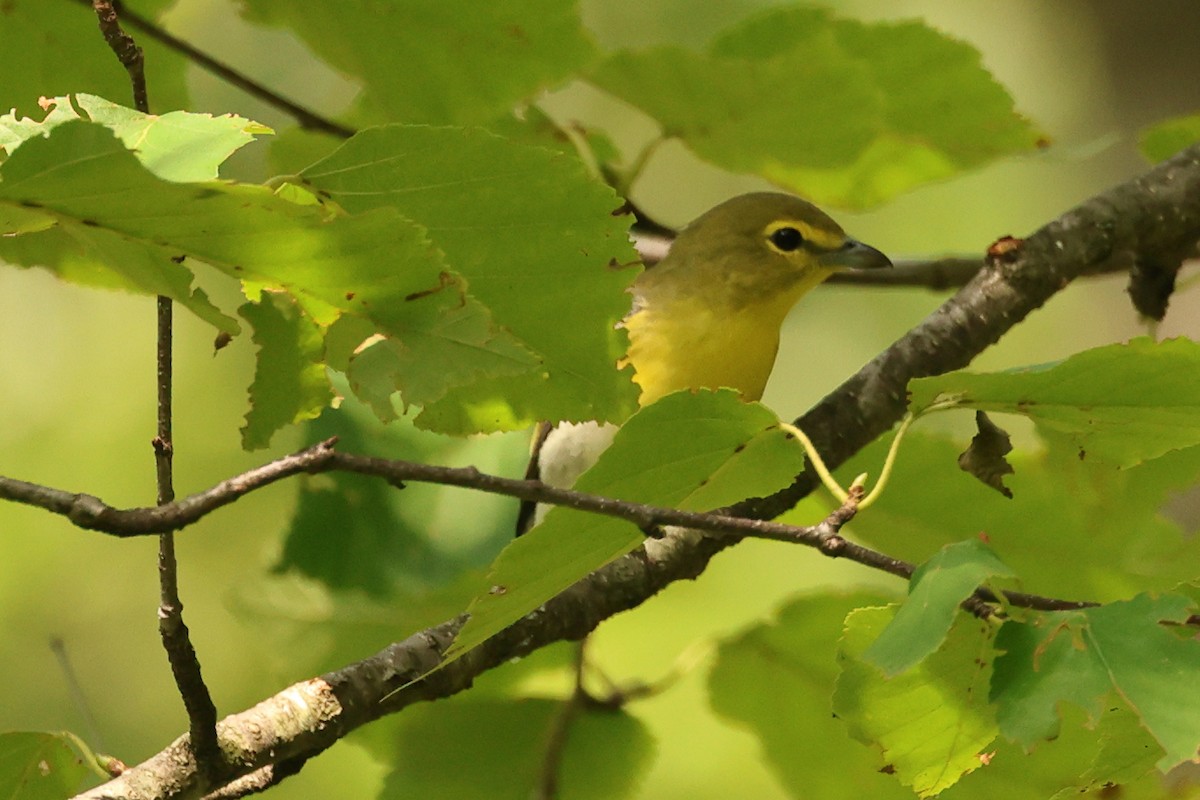 Yellow-throated Vireo - ML623715903