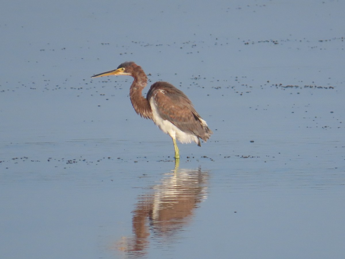 Tricolored Heron - Bill  Lapp