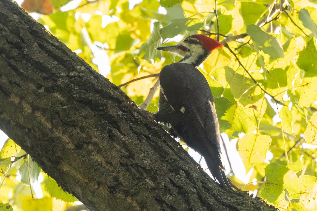 Pileated Woodpecker - ML623715908