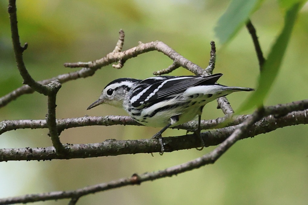 Black-and-white Warbler - ML623715915