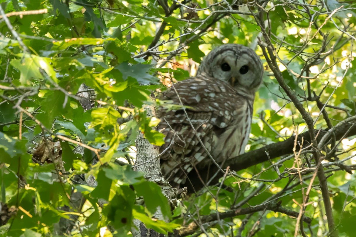 Barred Owl - ML623715924