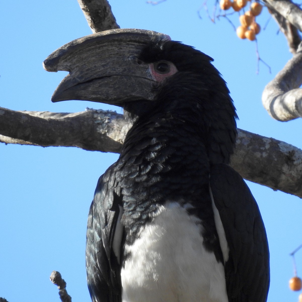 Trumpeter Hornbill - ML623715934