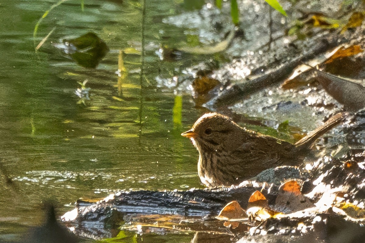 Lincoln's Sparrow - ML623715944