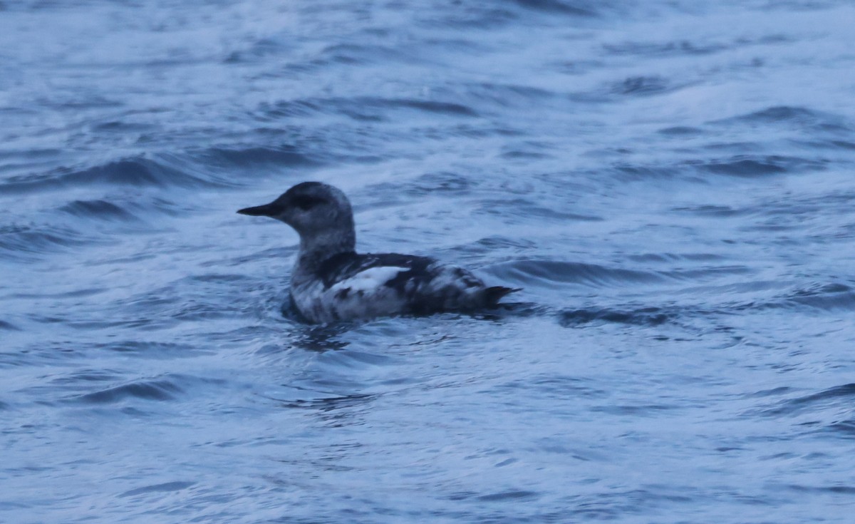 Black Guillemot - ML623715962