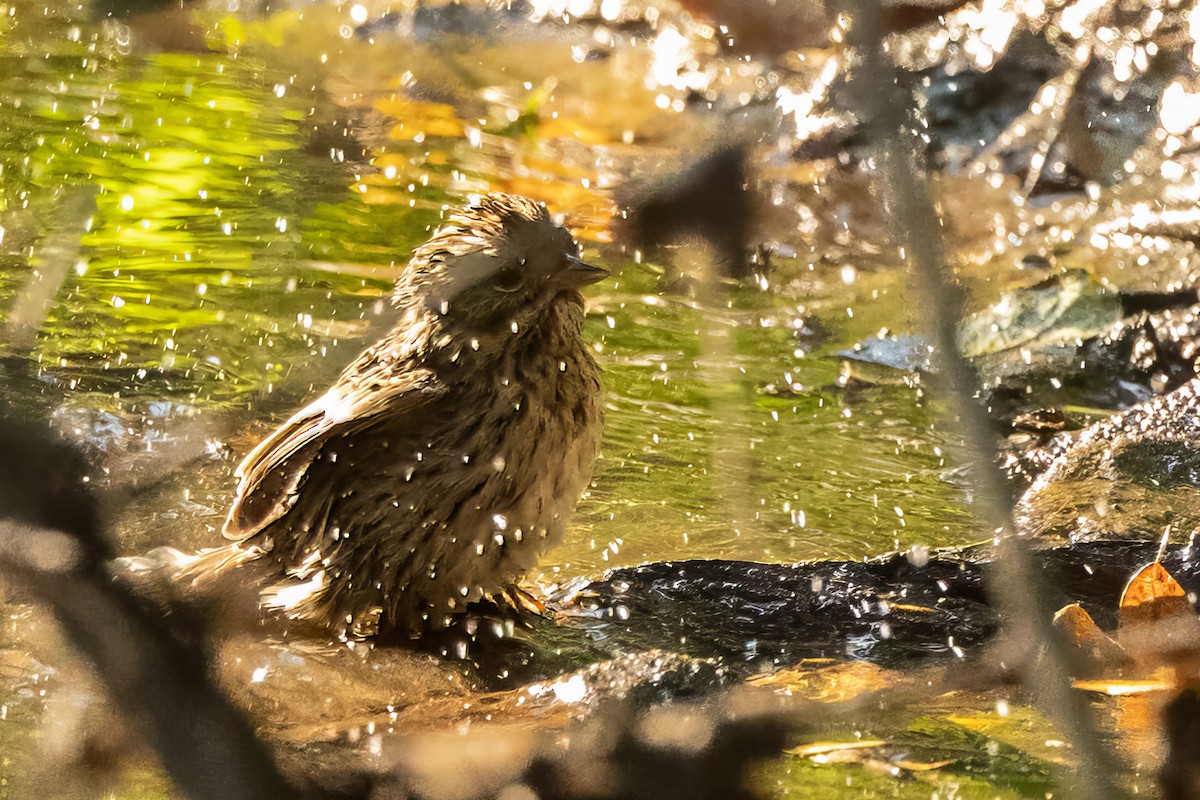 Lincoln's Sparrow - ML623715968