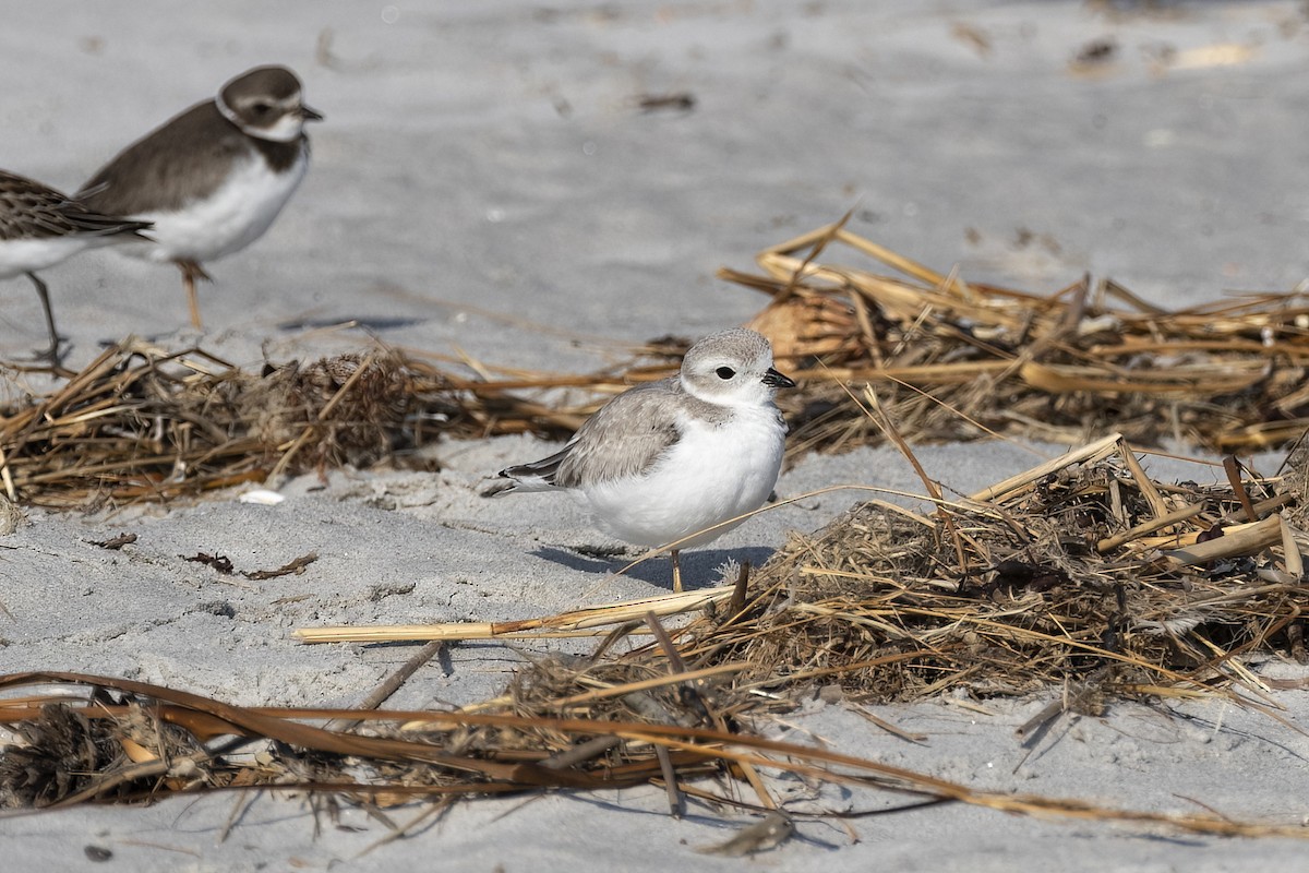 Piping Plover - ML623715988