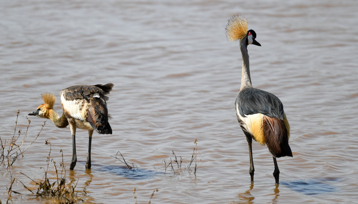 Gray Crowned-Crane - ML623716016