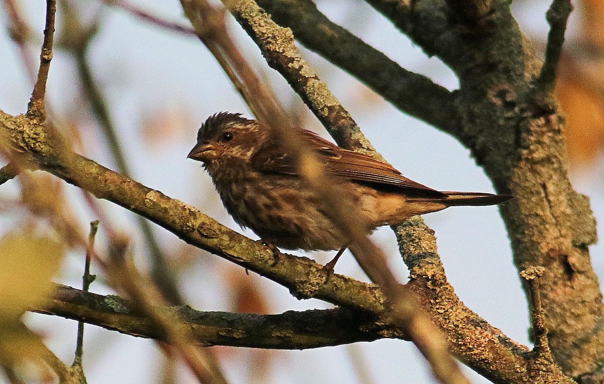 Purple Finch - ML623716018