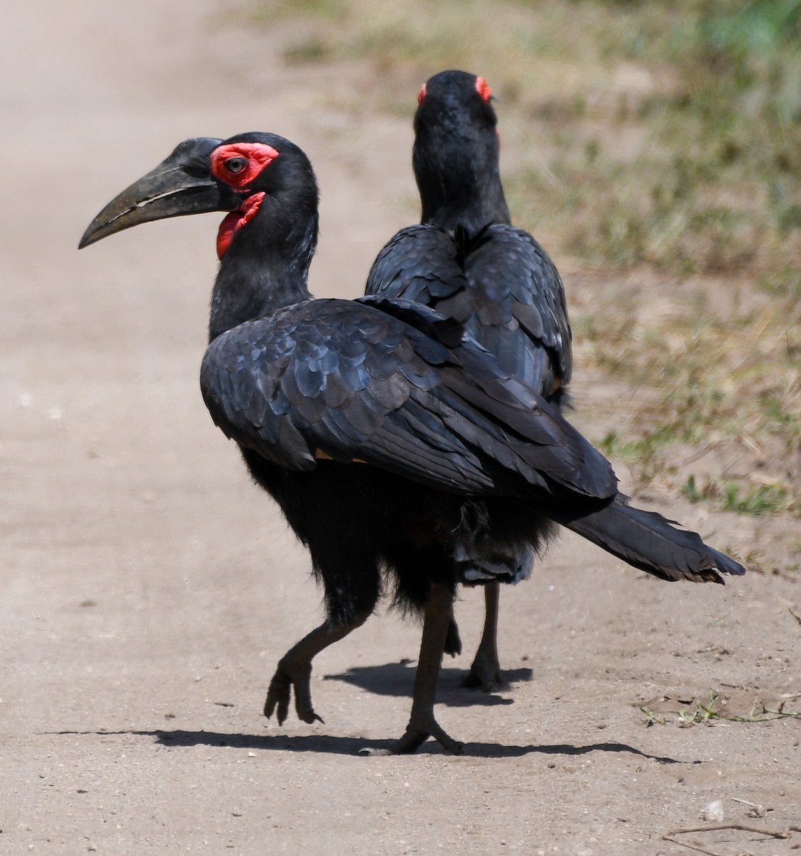 Southern Ground-Hornbill - ML623716030