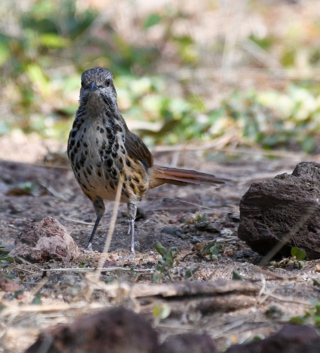 Spotted Morning-Thrush - Gregory Frostad