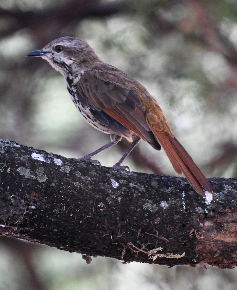 Spotted Morning-Thrush - ML623716057