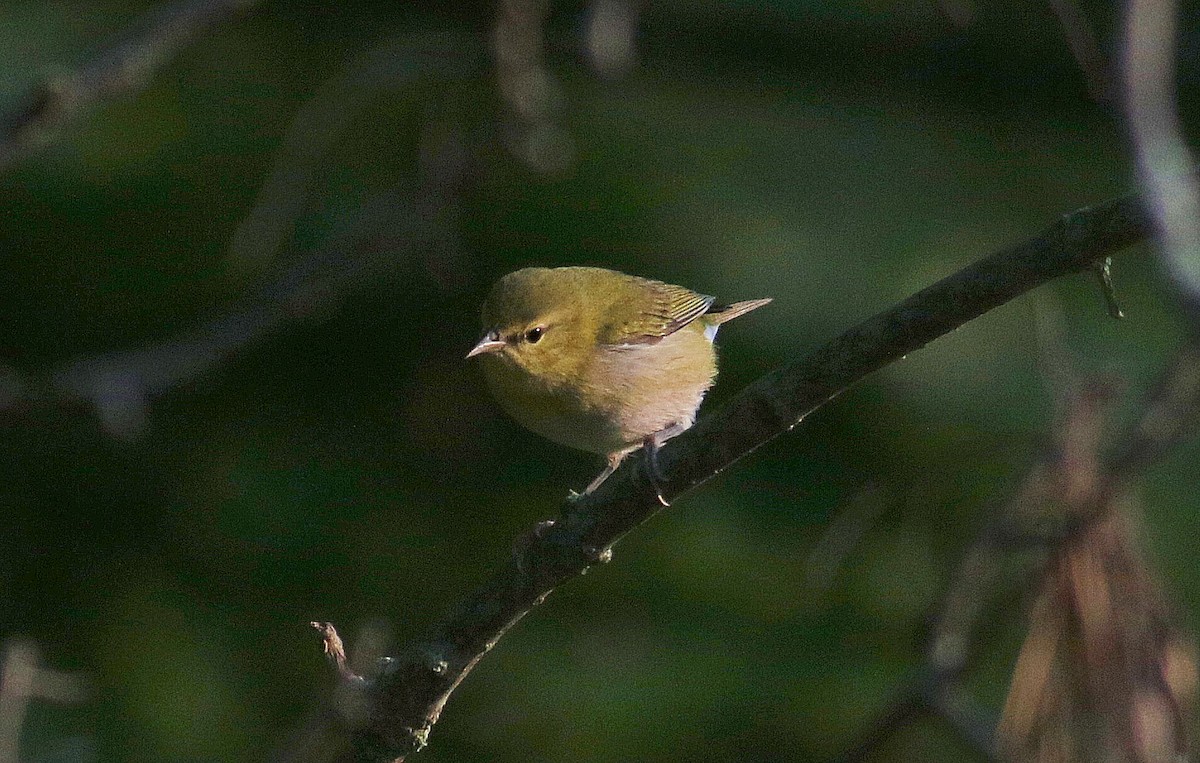 Tennessee Warbler - ML623716065