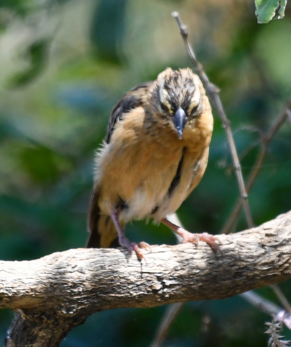 Cinnamon-breasted Bunting - Gregory Frostad