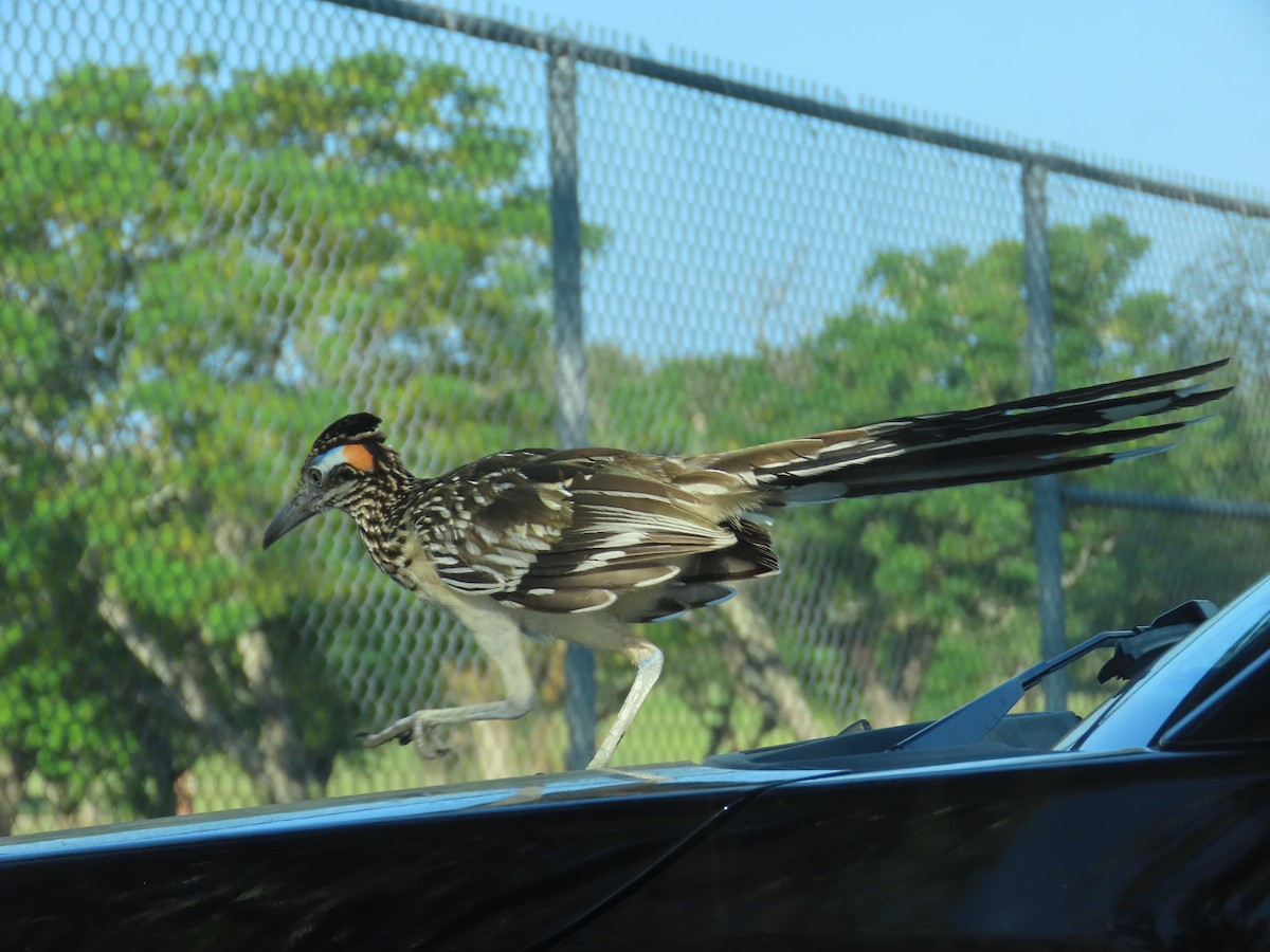 Greater Roadrunner - Bill  Lapp